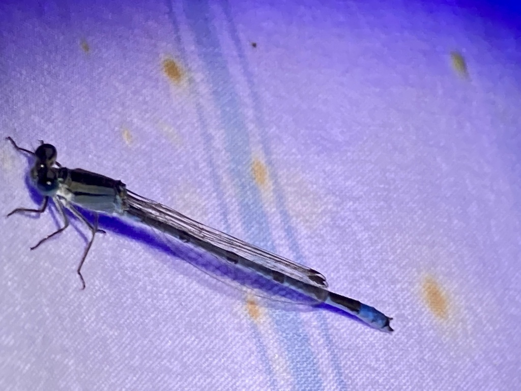 Familiar Bluet from Sandia, TX, US on October 18, 2022 at 0932 PM by