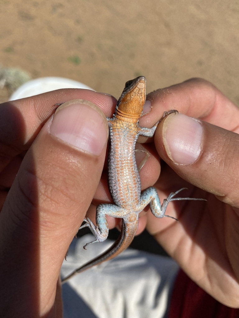 Orange-throated Whiptail From Ensenada, Baja California, MX On 18 ...