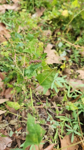 iNaturalist observation photo of Creeping Saltbush