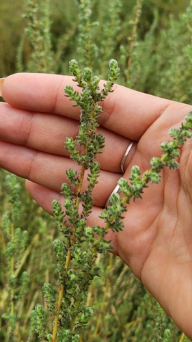 iNaturalist observation photo of Fivehorn smotherweed