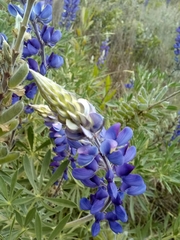 Image of Lupinus bicolor