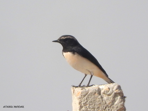 Pied Wheatear