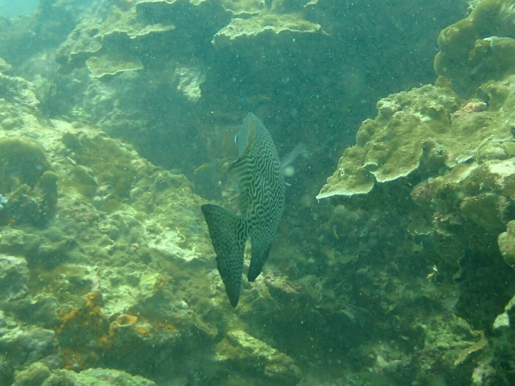Maze Rabbitfish Maze Rabbitfish from PQGQ+64J ตำบล อ่าวนาง อำเภอเมืองกระบี่ กระบี่ ...