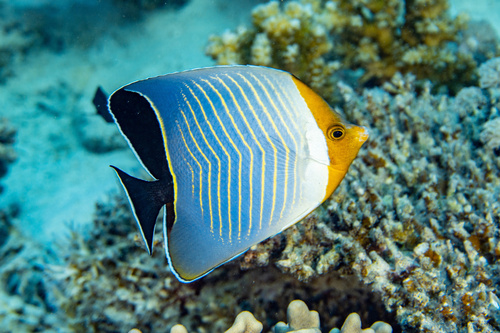 Orangeface Butterflyfish