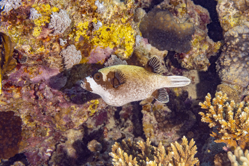 Masked Puffer