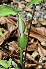 Xanthosoma helleborifolium image