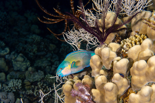 Indian Bullethead Parrotfish