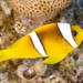 Red Sea Anemonefish - Photo (c) Orosz Zoltan, all rights reserved, uploaded by Orosz Zoltan