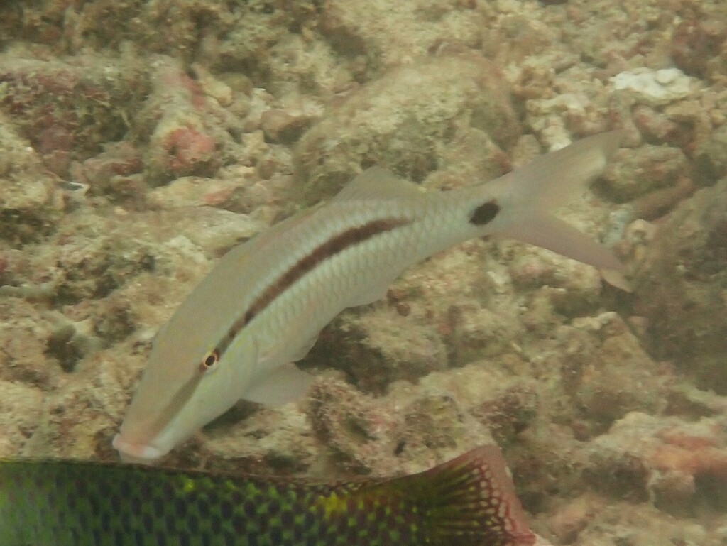 Dot-and-dash Goatfish from J92F+2JG Andaman Sea, ตำบล ราไวย์ ประเทศไทย ...