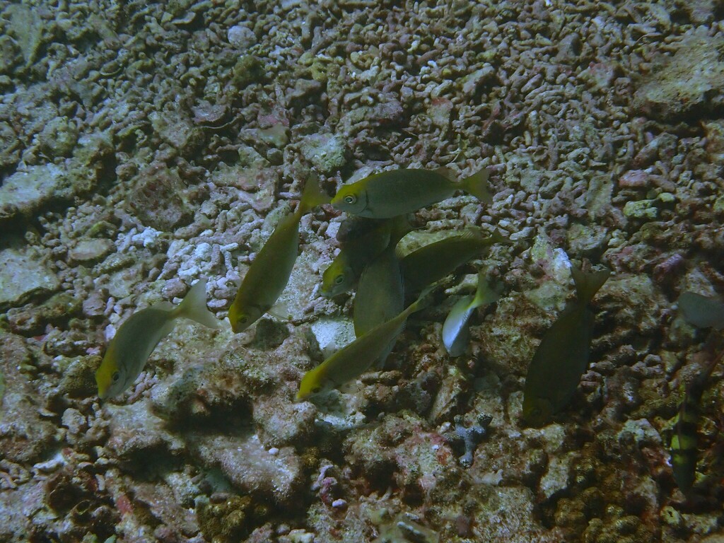 Black Rabbitfish from J92F+2JG Andaman Sea, ตำบล ราไวย์ ประเทศไทย on ...
