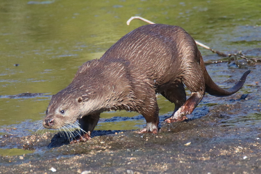 Eurasian Otter from 7490 Pavia, Portugal on November 10, 2021 at 02:55 ...