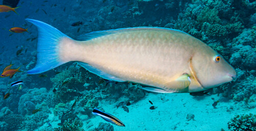 Indian Longnose Parrotfish