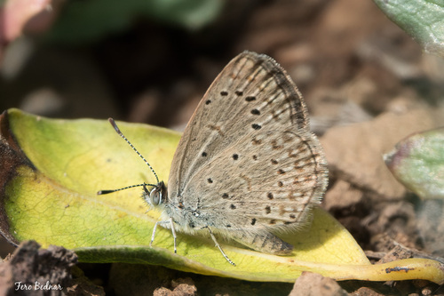 Zizeeria knysna