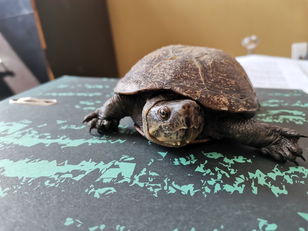 Big Bend Mud Turtle from 55650 Barrio de Santiago, Centro, 55650 ...