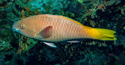 Rusty Parrotfish