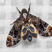 Greater Death's Head Hawkmoth - Photo (c) Natthaphat Chotjuckdikul, all rights reserved, uploaded by Natthaphat Chotjuckdikul