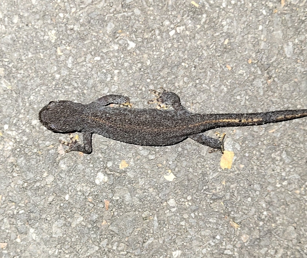 alpine-newt-from-landstrasse-21-23-9496-balzers-liechtenstein-on