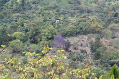 Jacaranda caucana image
