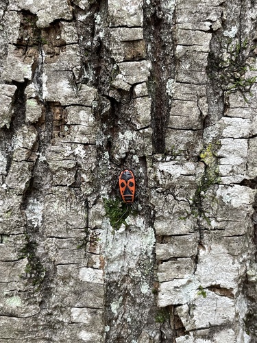 European Firebug