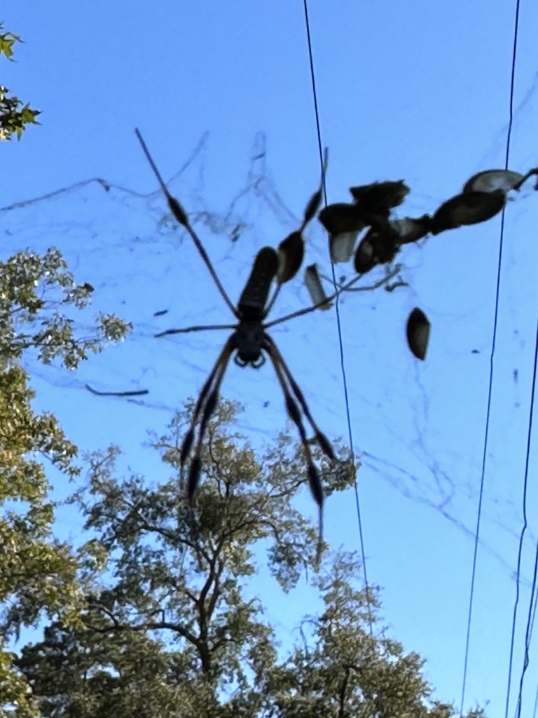 Golden Silk Spider from E Indian Head Dr, Tallahassee, FL, US on October 19, 2022 at 0426 PM by