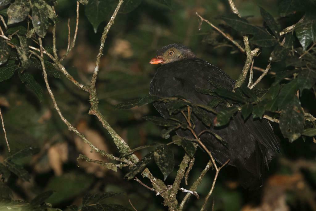 Red-billed Brushturkey photo