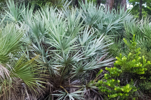 saw palmetto