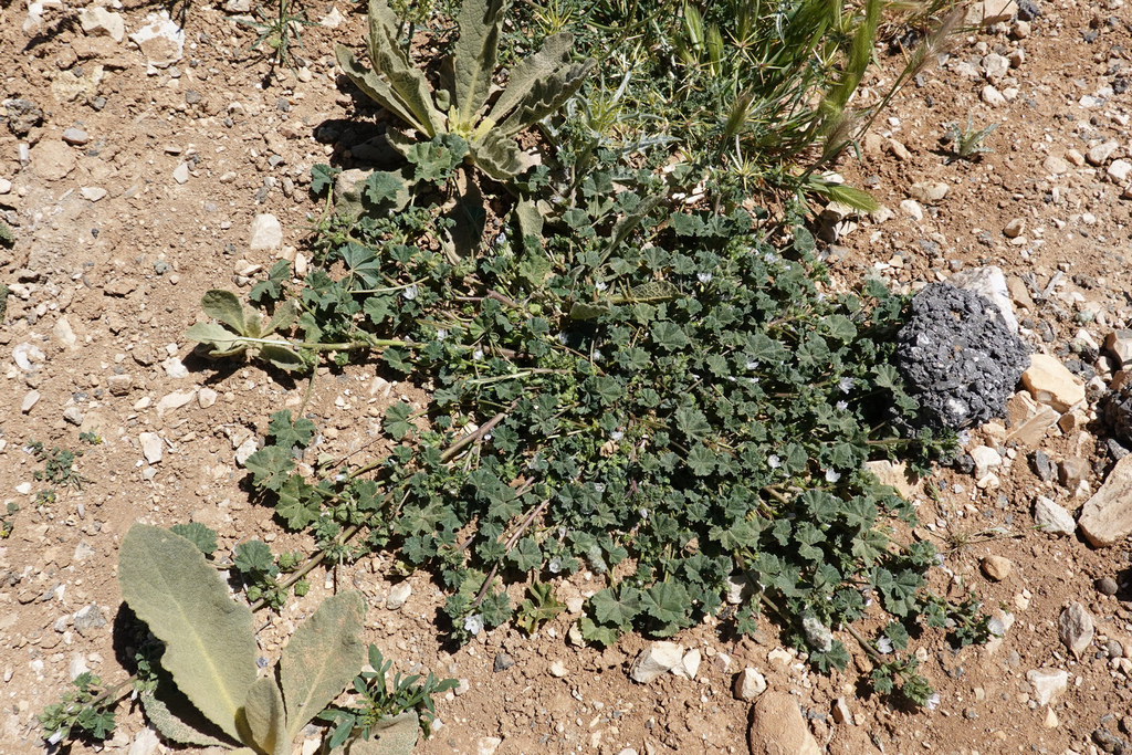 dwarf mallow from Shobak Qasabah District, ירדן on May 08, 2019 at 01: ...