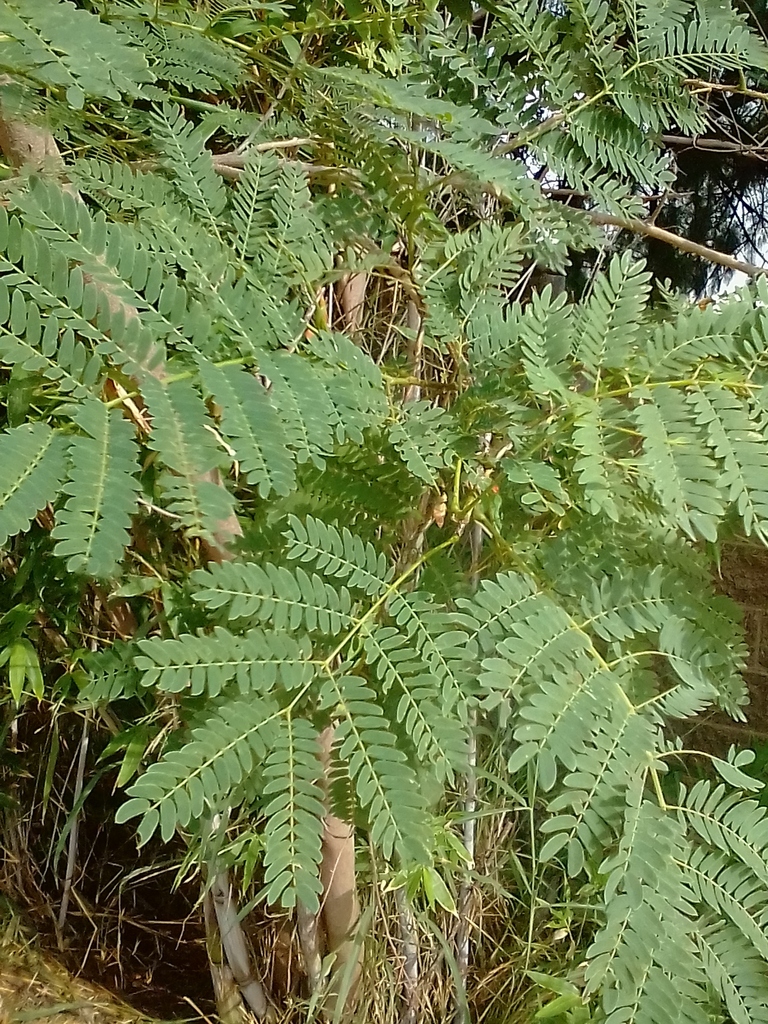 Acacias, Mimosas, mesquites, and allies from Sin Nombre de Col 36 ...