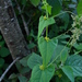 Cyclanthera tamnoides - Photo (c) guadalupe_cornejo_tenorio, all rights reserved, uploaded by guadalupe_cornejo_tenorio
