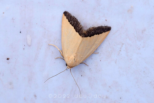 Eustrotia marginata