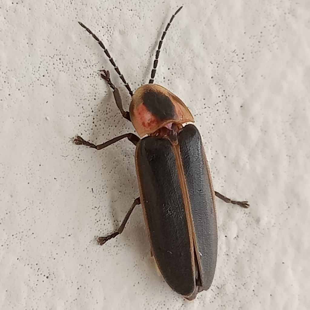 Say's Firefly from Rafael Curiel, 79060 Cd Valles, S.L.P., México on ...