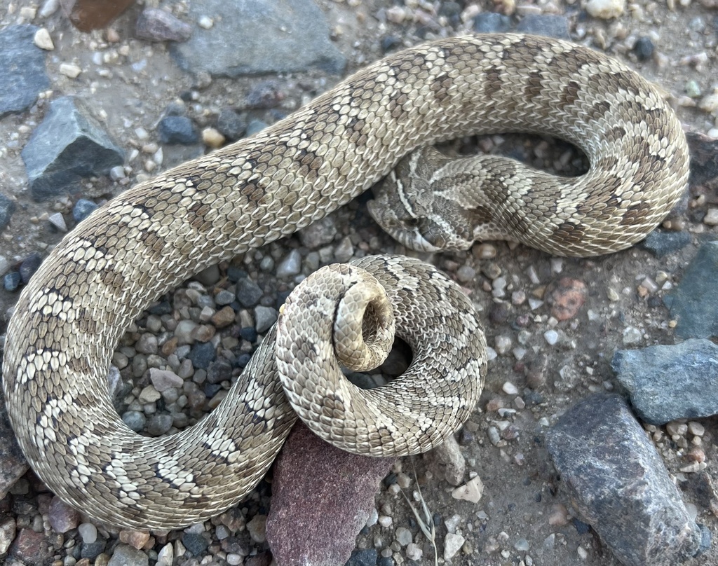 Plains Hognose Snake in October 2022 by Matt Rasmussen · iNaturalist