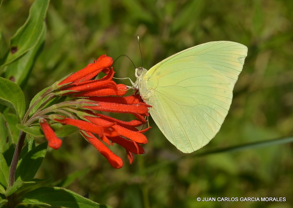 BUTTERFLY - アルムタート　FL Astarte eighty-eight (Callicore astarte) · iNaturalist