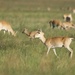 Mongolian Gazelle - Photo (c) Juugee Nergui, all rights reserved, uploaded by Juugee Nergui