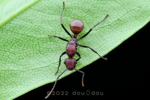 Polyrhachis thrinax