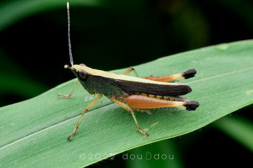 Phlaeoba antennata