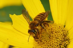 Image of Megachile fortis