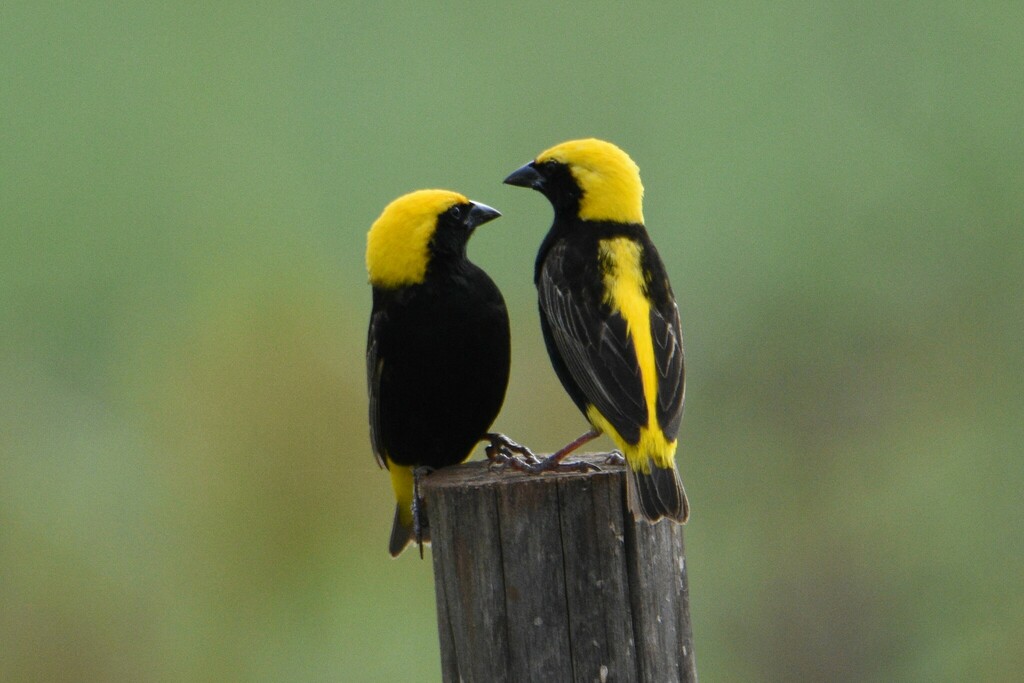 Yellow-crowned Bishop photo