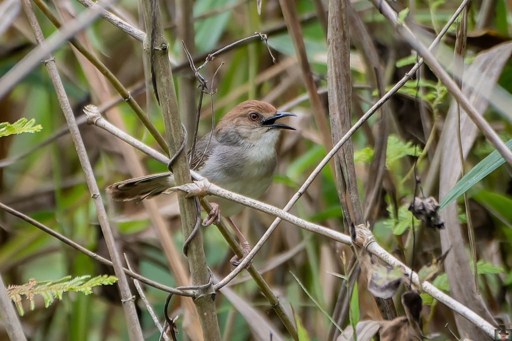 Chattering Cisticola in September 2022 by Rogério Ferreira · iNaturalist