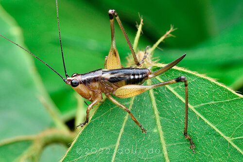 Black-kneed Meadow Katydid