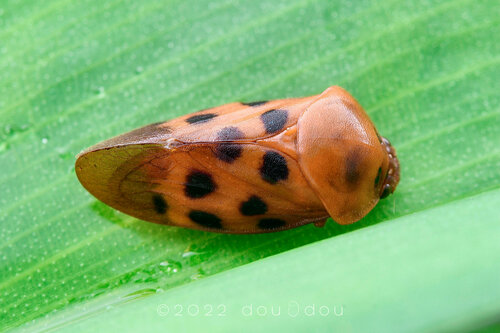 Cosmoscarta septempunctata