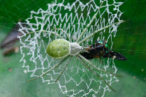 Green Argiope