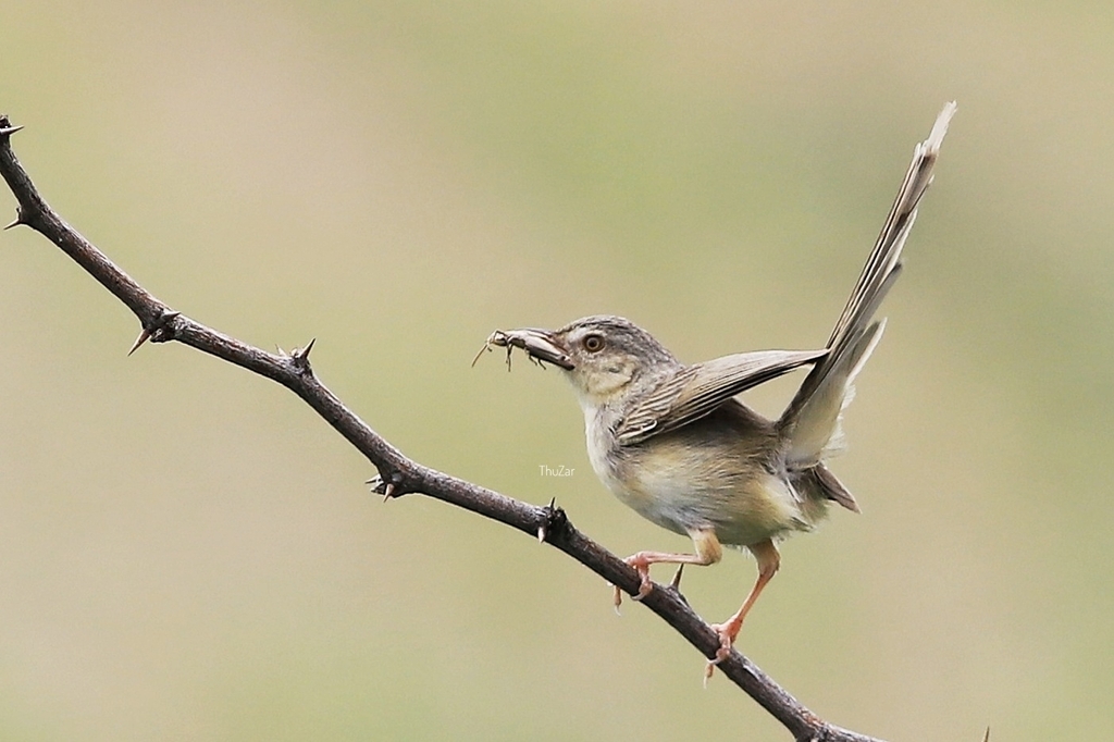 Burmese Prinia photo