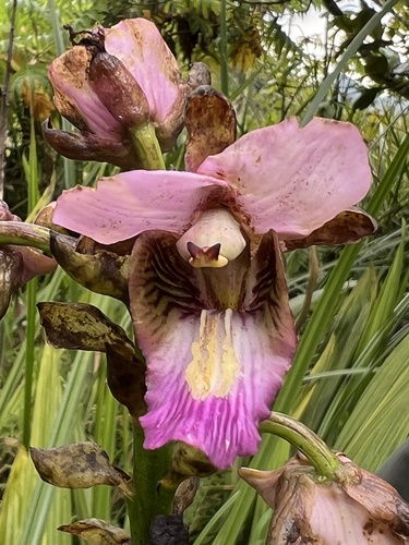 Purple Vlei Harlequin