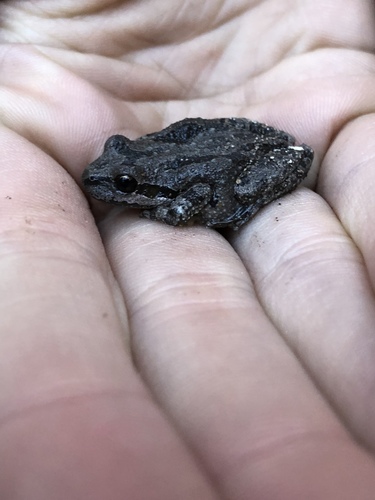 iNaturalist observation photo of Pacific chorus frog