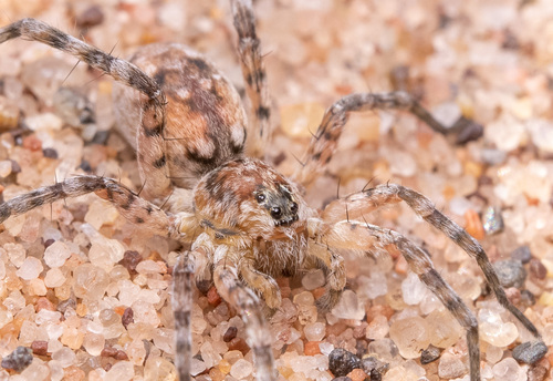 Shoreline Wolf Spider