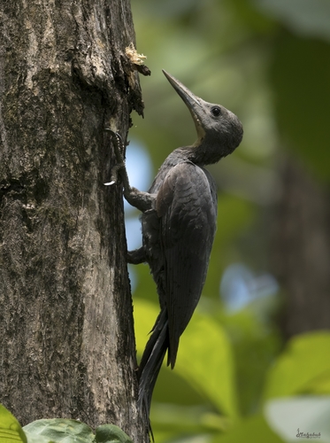 Great Slaty Woodpecker