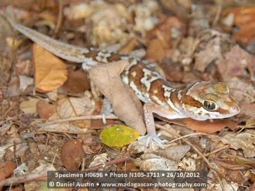 Madagascar Ground Gecko