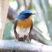 Blue Flycatchers and Jungle-Flycatchers - Photo (c) lenachow, all rights reserved, uploaded by lenachow