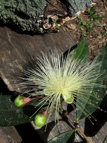 Rose-apple